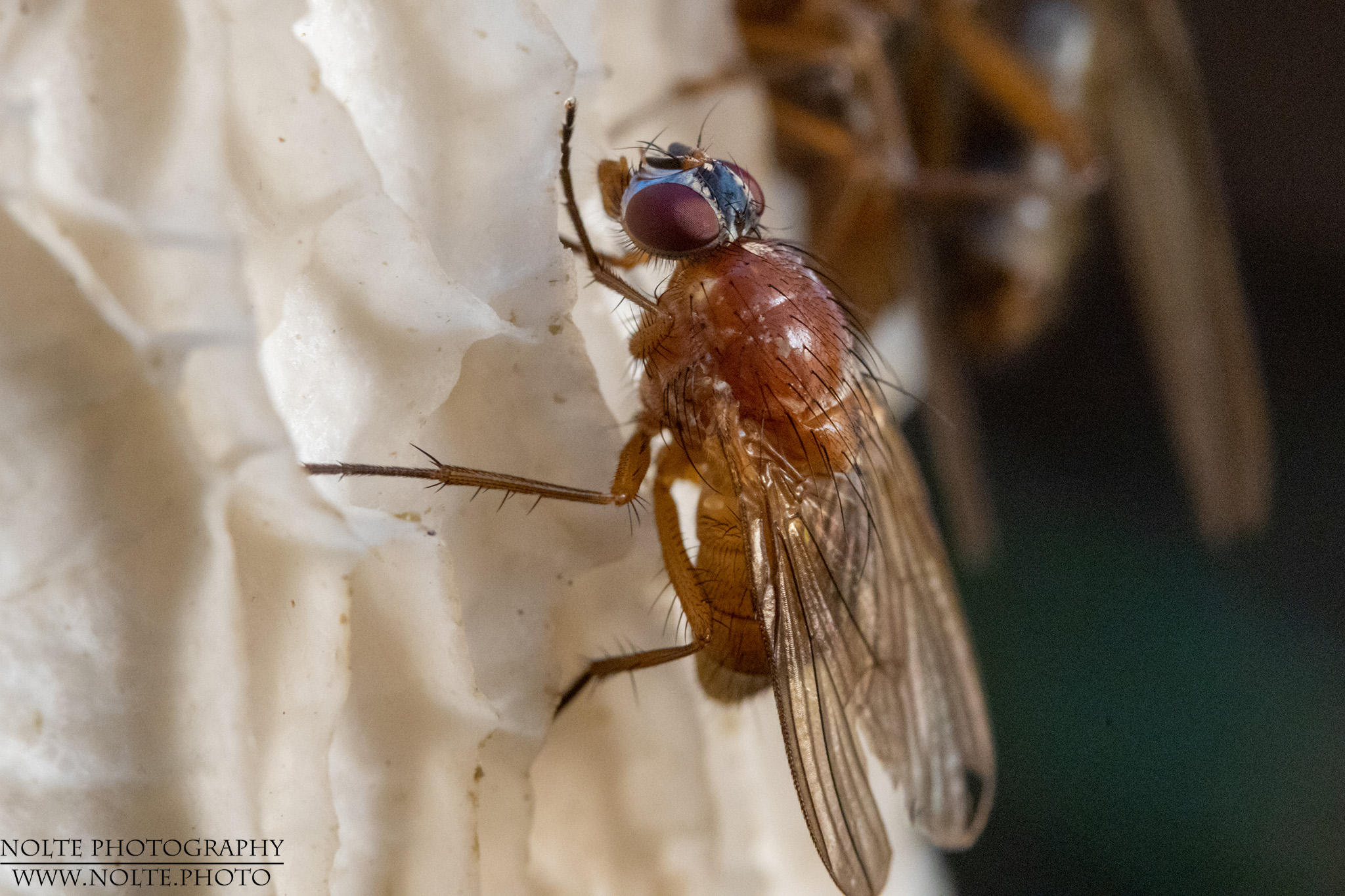Thricops Diaphanus an einem Pilz.